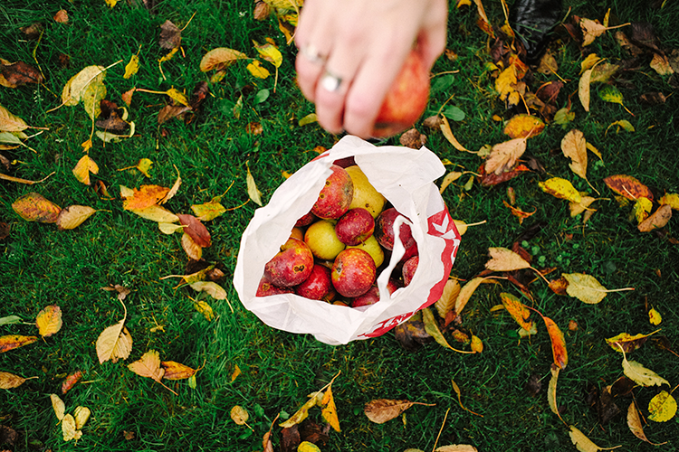 Cleveland Apple Orchards and Pumpkin Patches