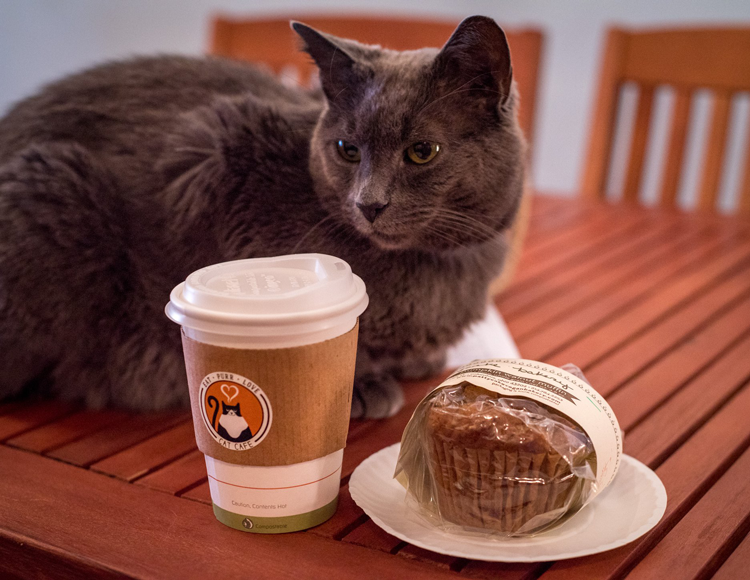 Eat, Purr, Love Cat Cafe Columbus