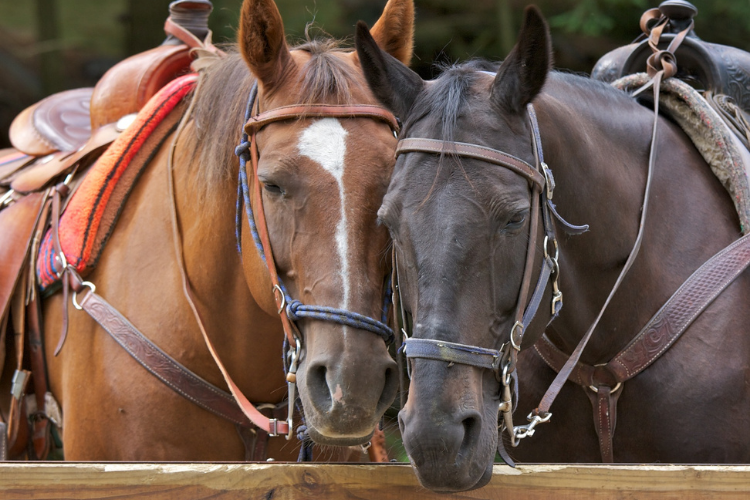Horseback Riding - Explore Ohio - Cutler Real Estate